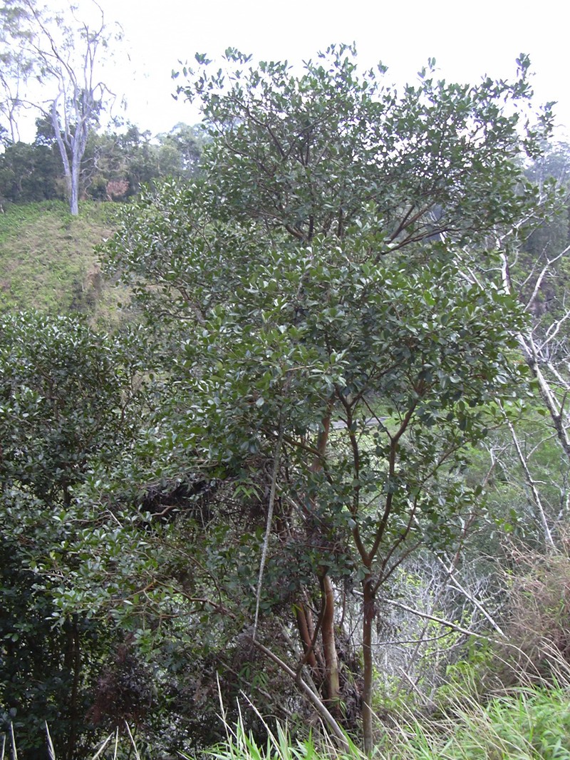 Strawberry Guava photo 4