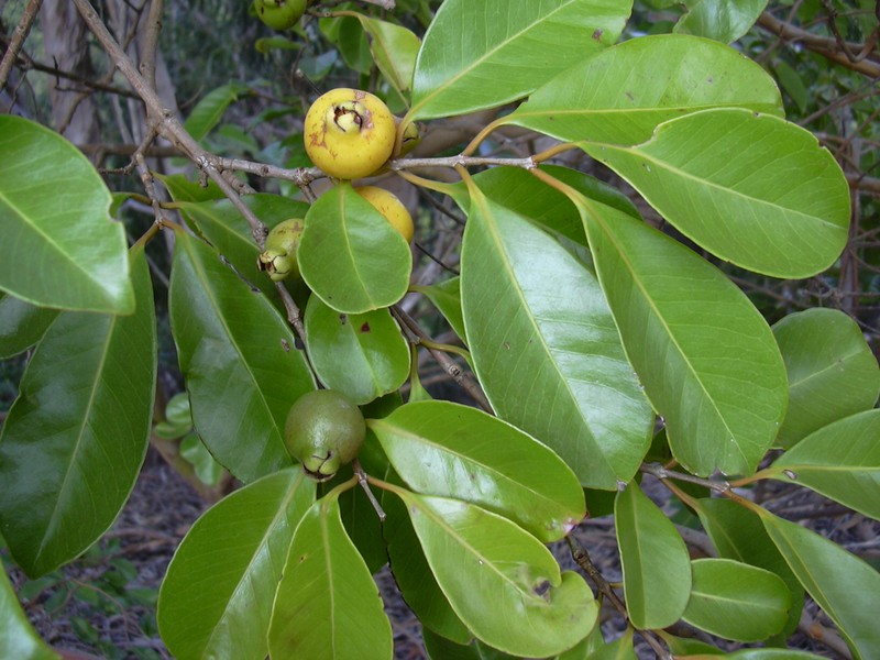 Strawberry Guava photo 5