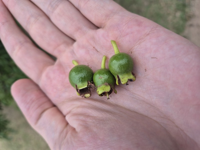 Strawberry Guava photo 8