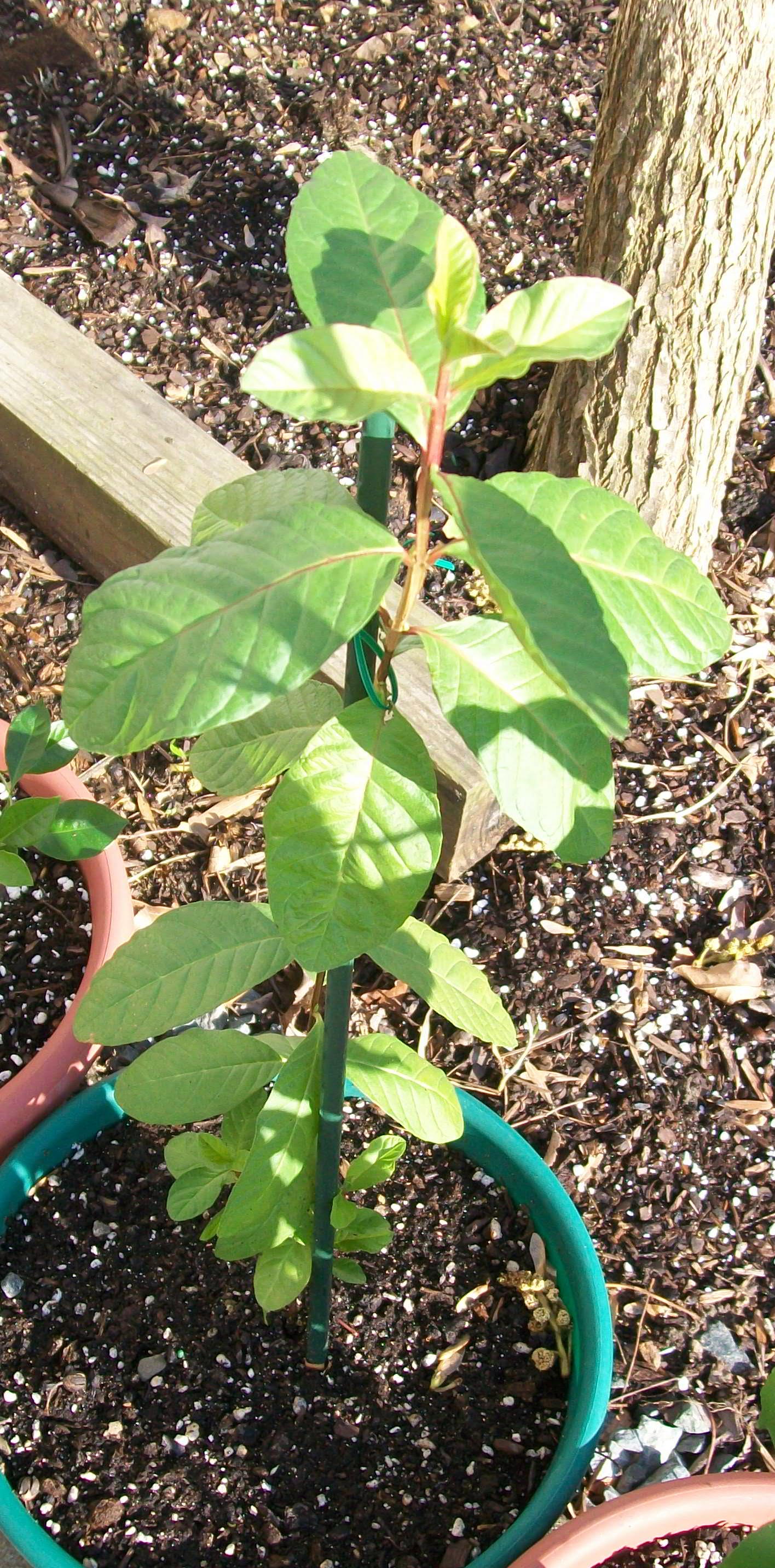 Guava photo 6