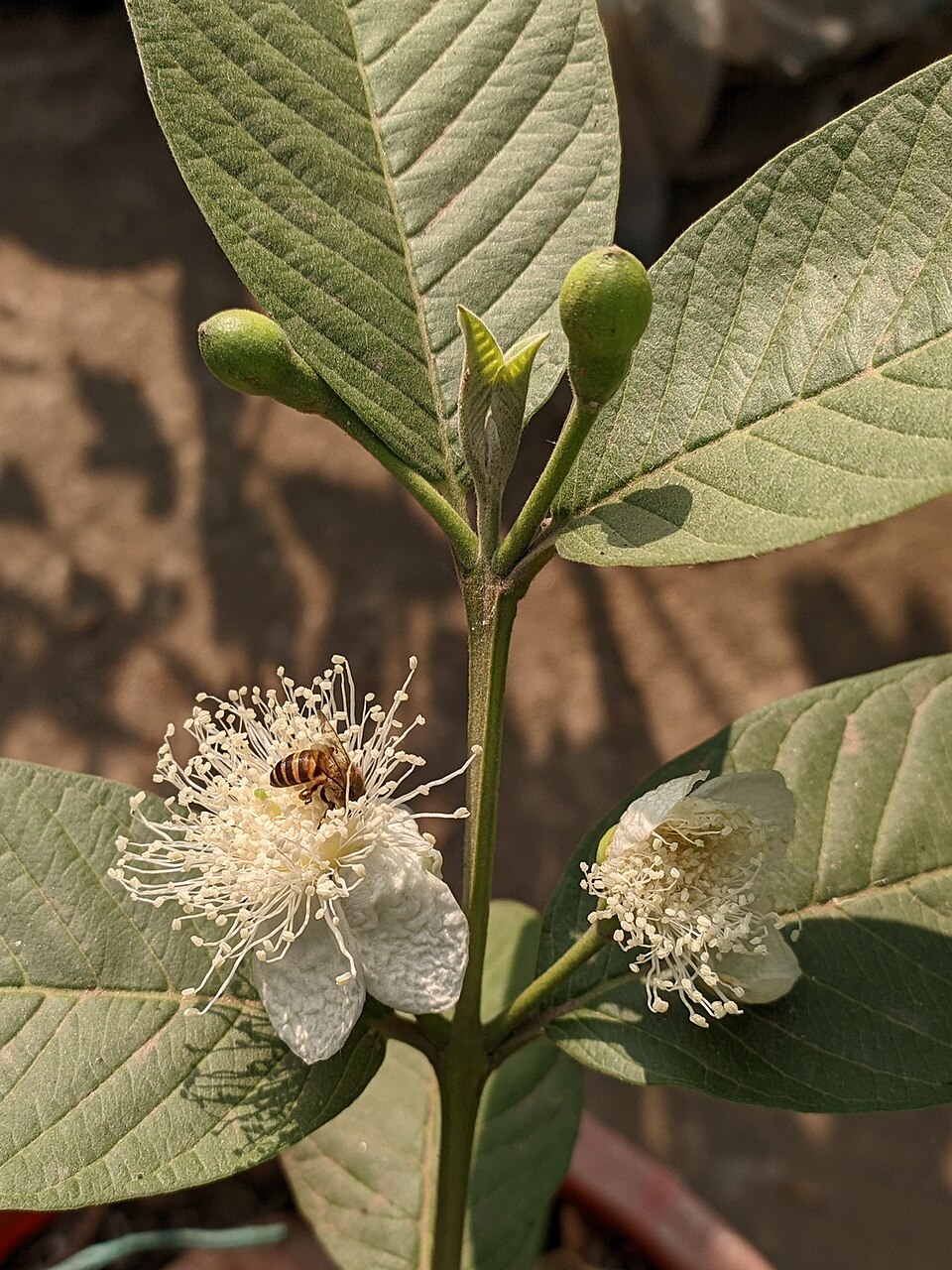 Guava photo 7