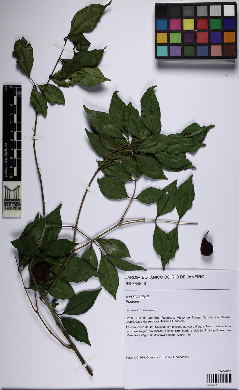 Psidium involutisepalum