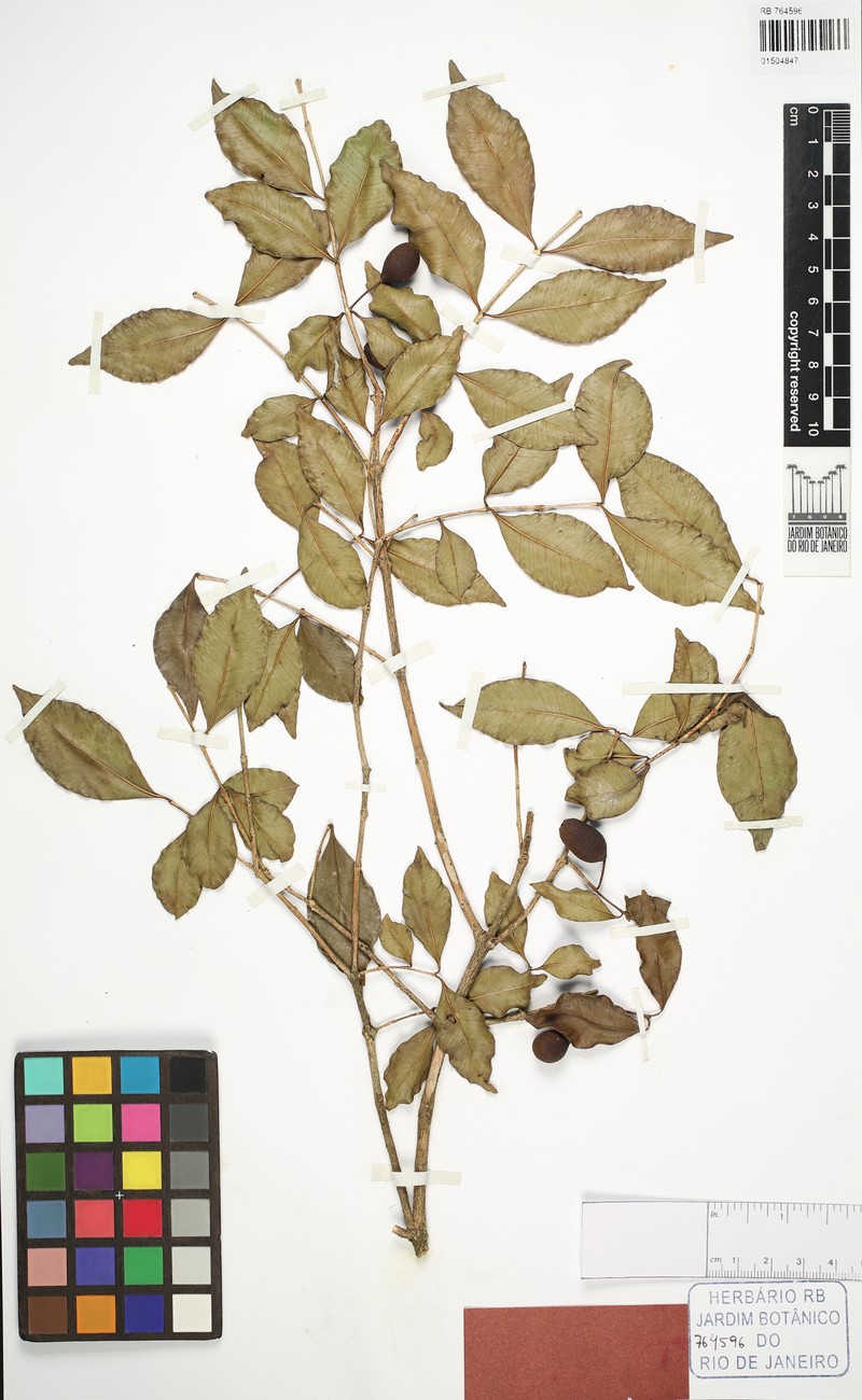 Psidium involutisepalum photo 2