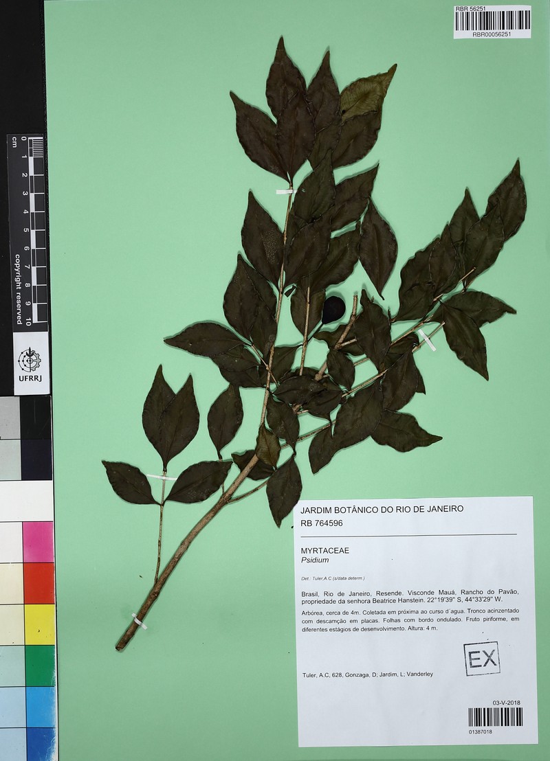 Psidium involutisepalum photo 3
