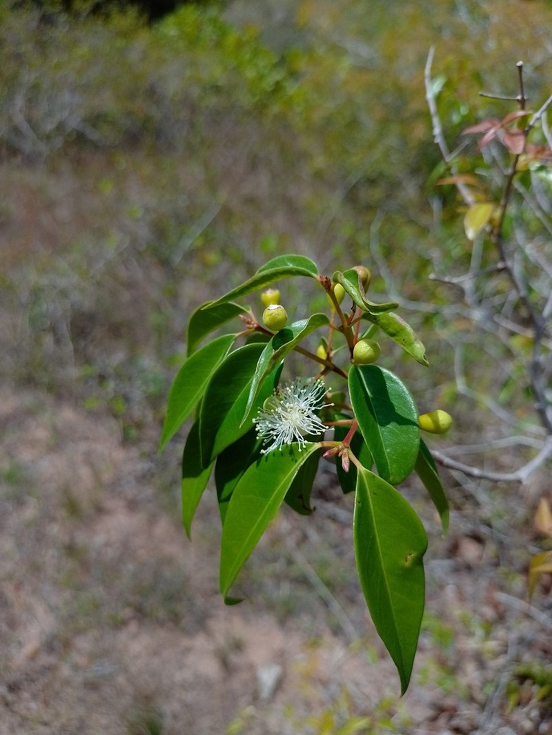 Luquillo Mountain Guava