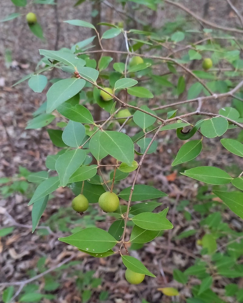 Luquillo Mountain Guava photo 4