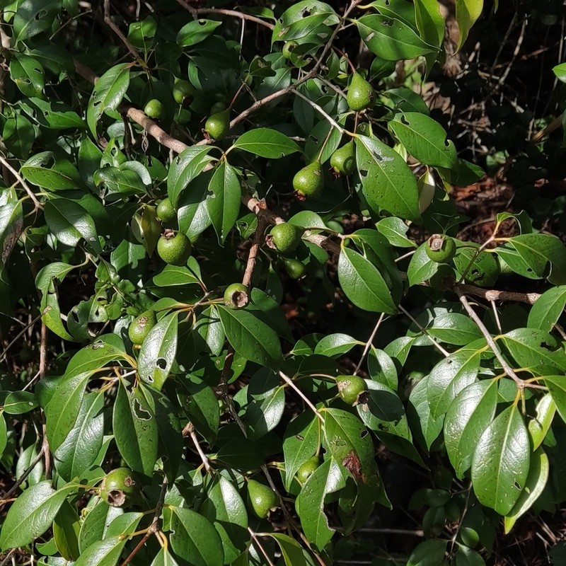 Luquillo Mountain Guava photo 7