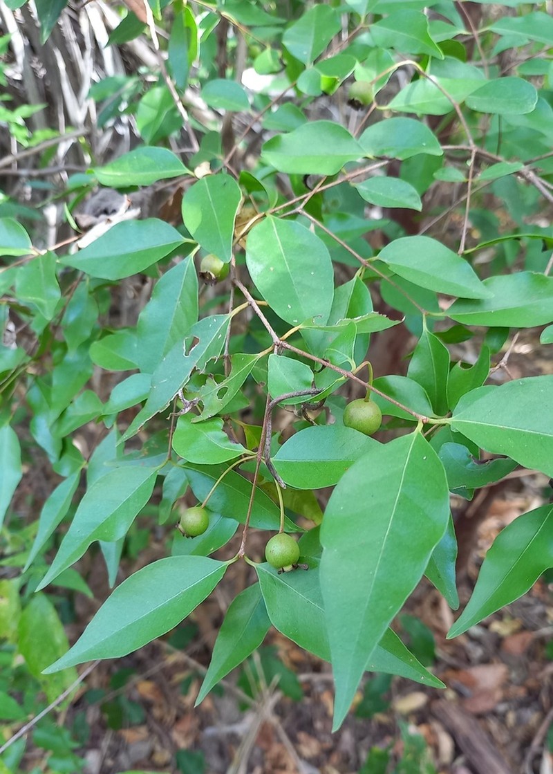 Sintenis' Guava photo 2