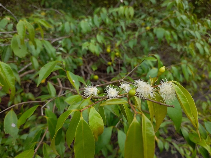 Sintenis' Guava photo 3