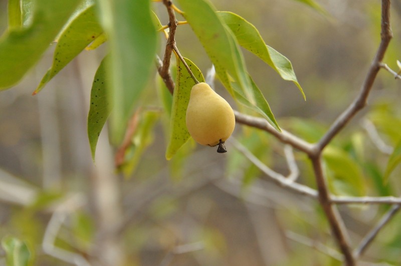 Sintenis' Guava photo 5