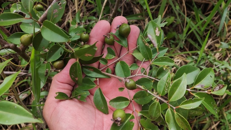 Sintenis' Guava photo 6