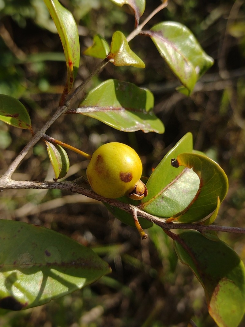 Sintenis' Guava photo 8