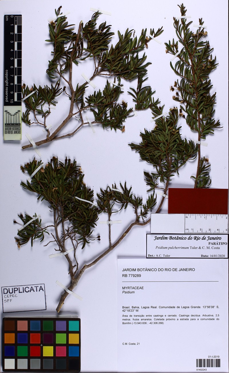Psidium pulcherrimum