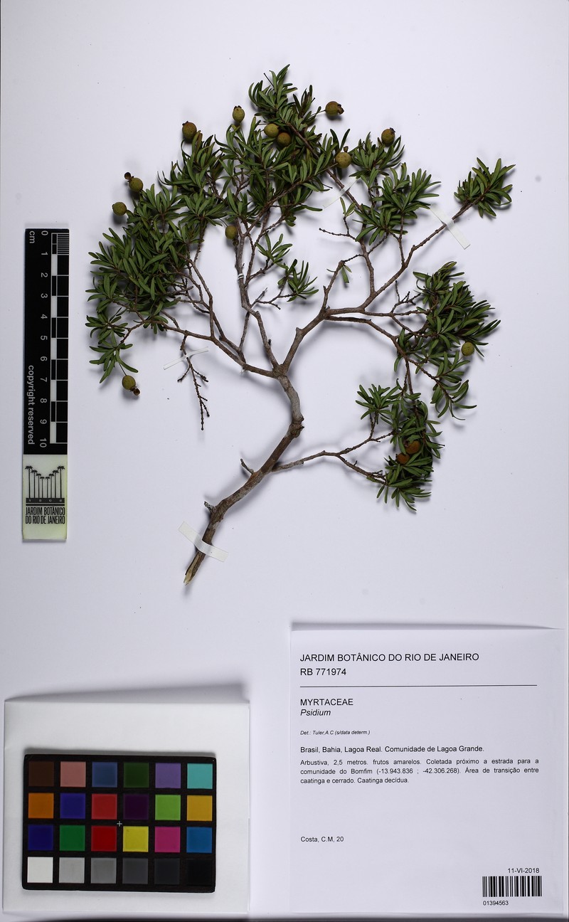 Psidium pulcherrimum photo 2