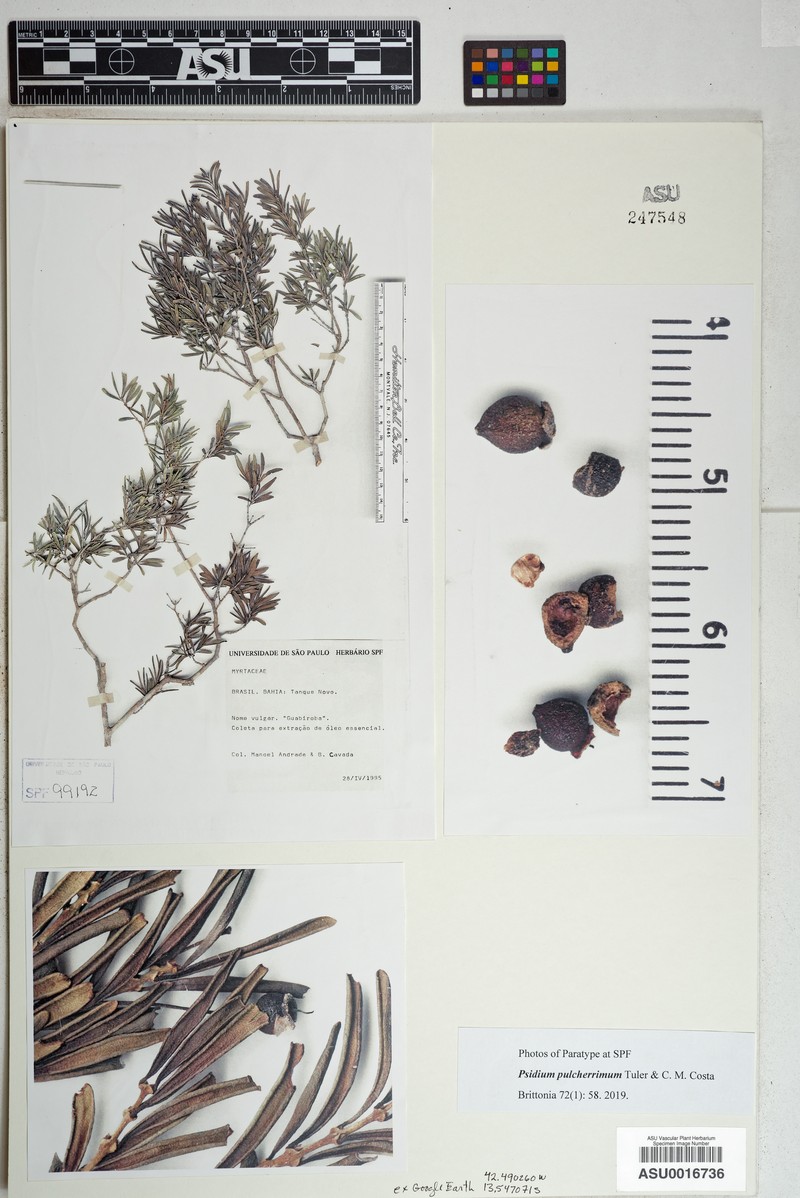 Psidium pulcherrimum photo 3