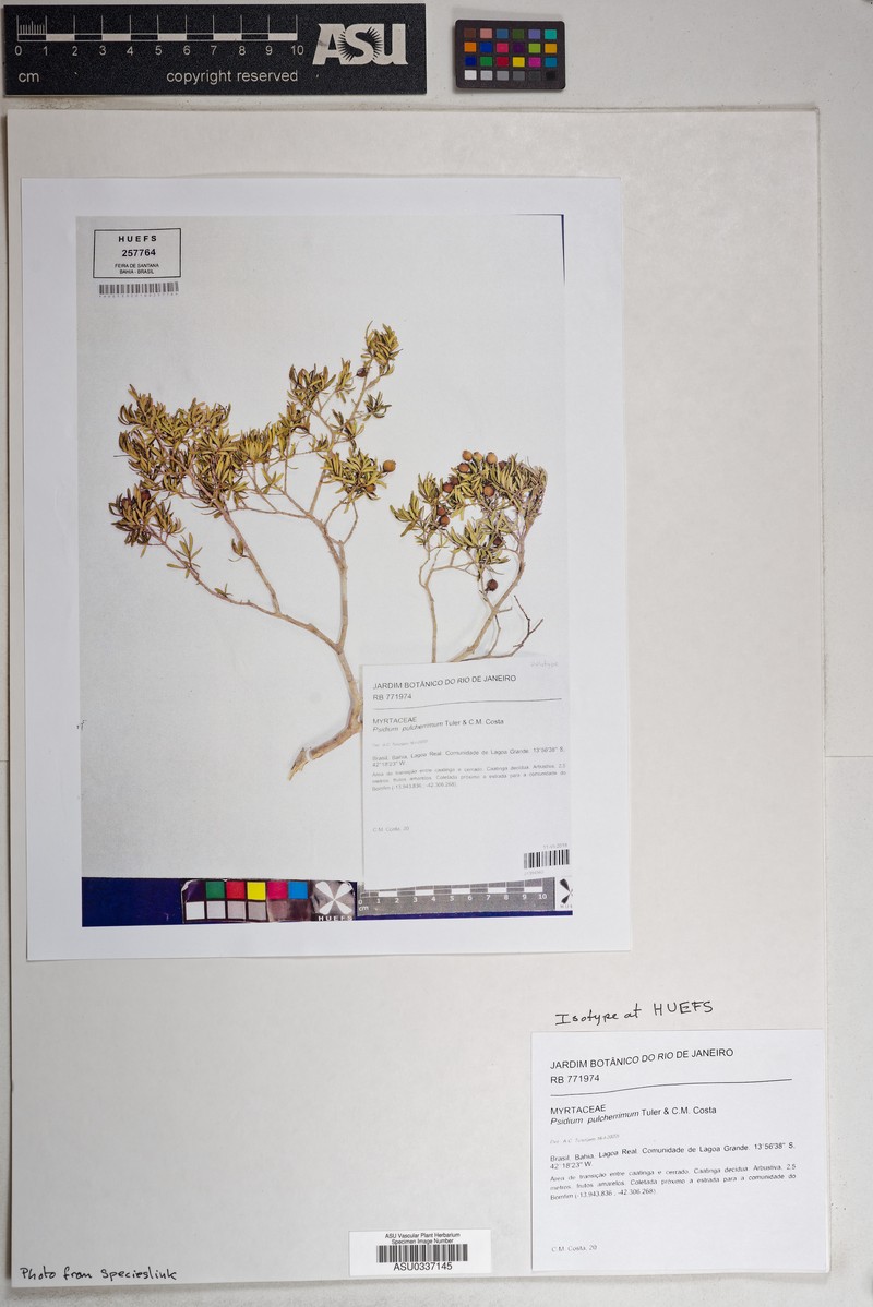 Psidium pulcherrimum photo 4