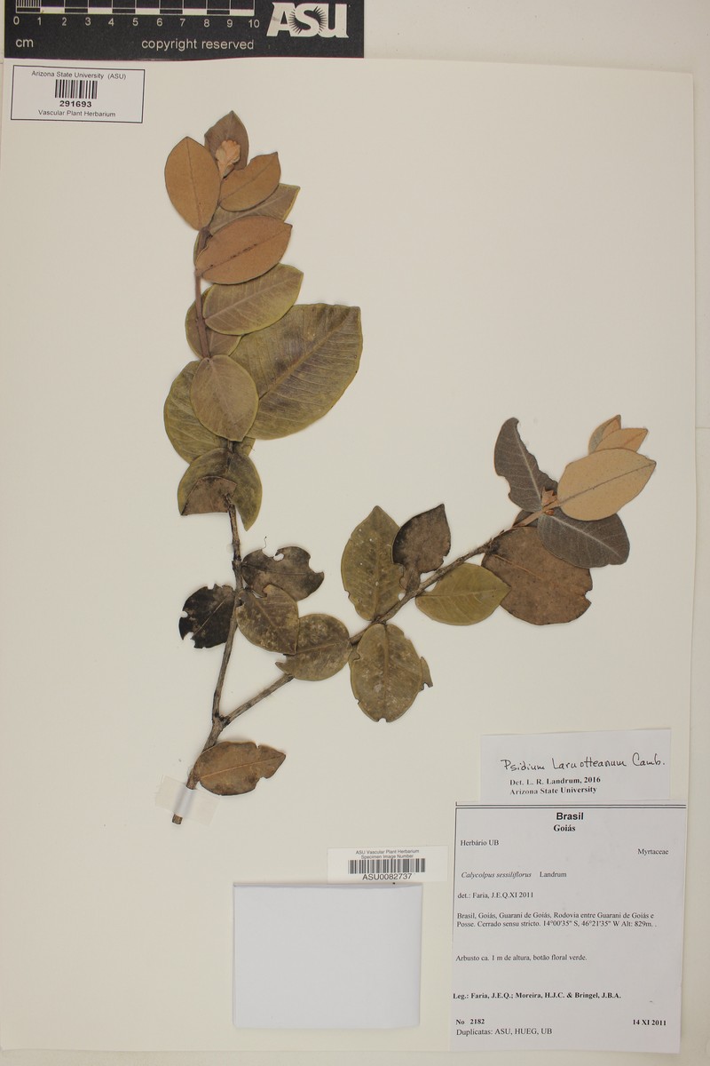 Psidium sessiliflorum