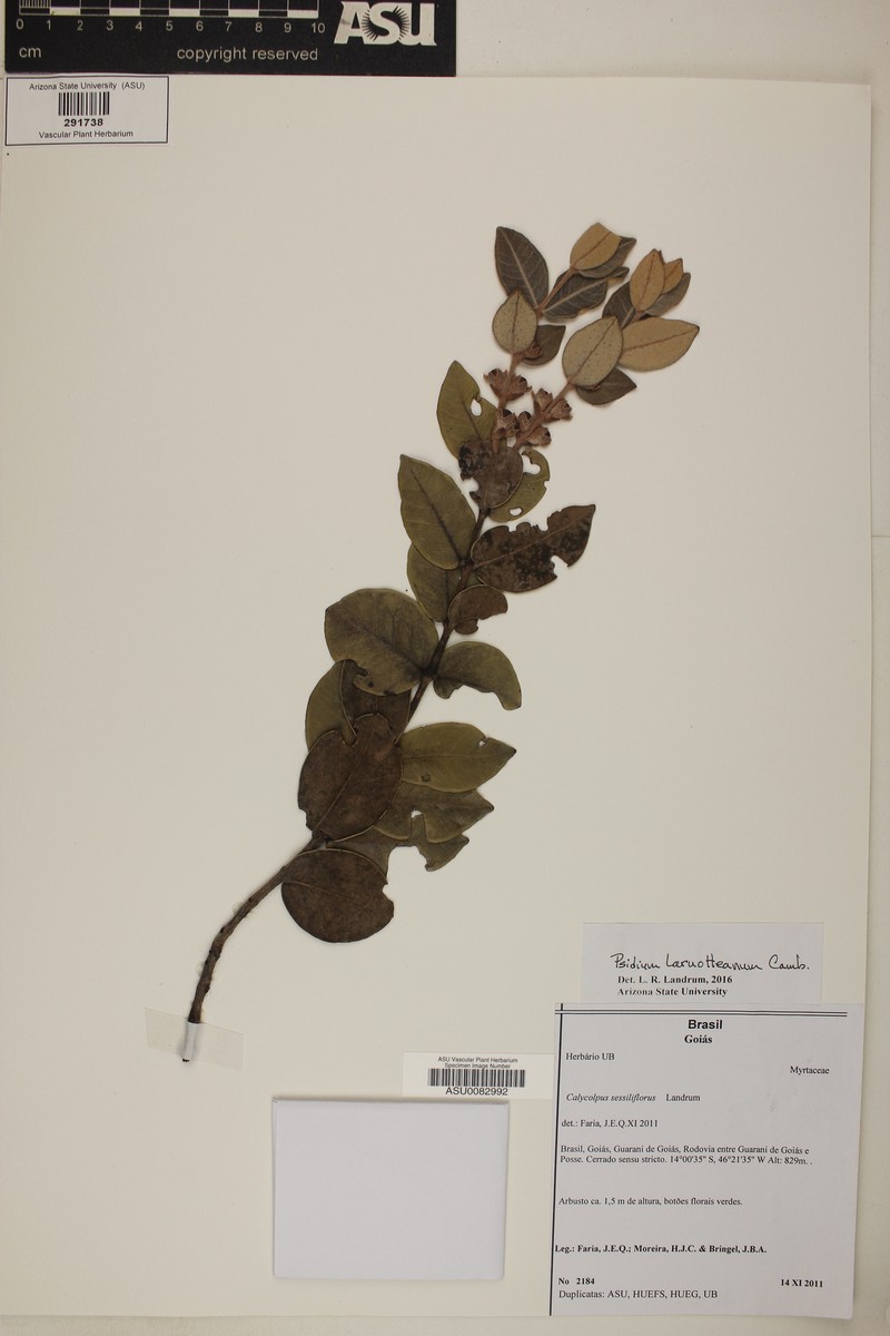 Psidium sessiliflorum photo 2