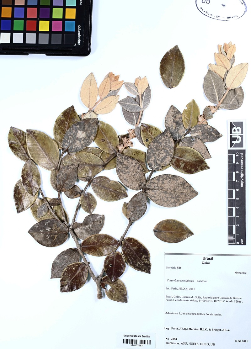 Psidium sessiliflorum photo 3