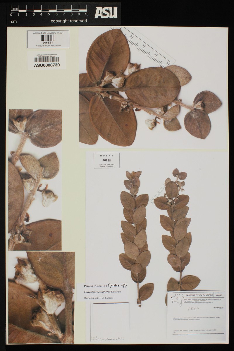 Psidium sessiliflorum photo 4