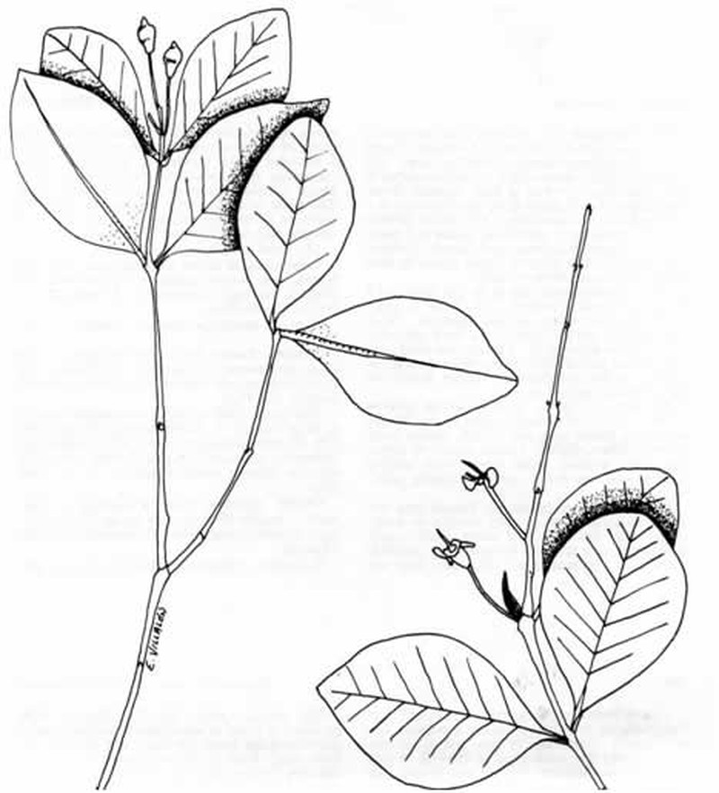 Sintenis' Guava