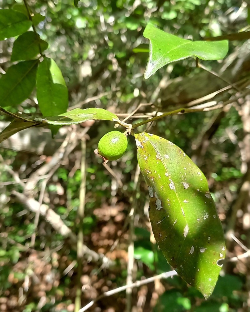 Psidium sobralianum
