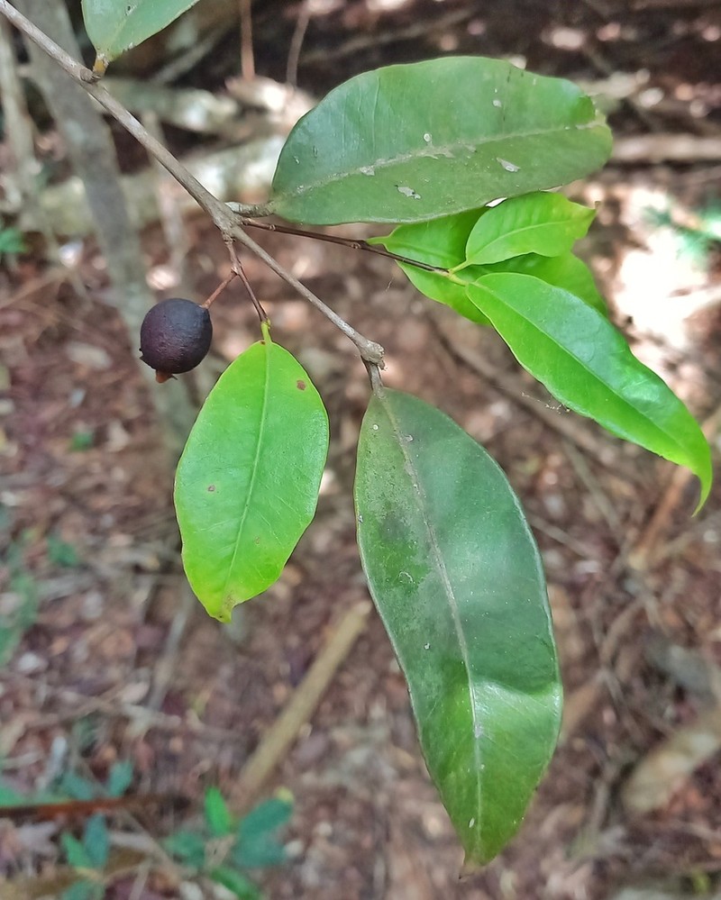 Psidium sobralianum photo 2