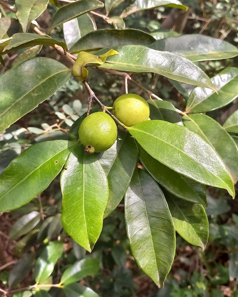 Psidium sobralianum photo 3