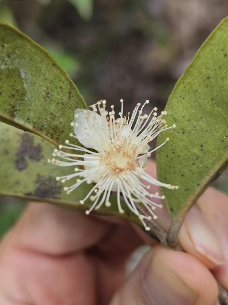 Psidium sobralianum photo 4