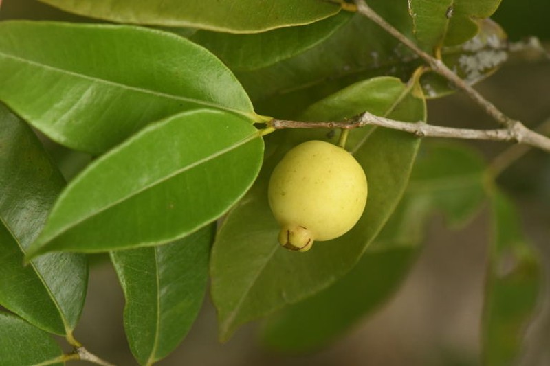 Psidium sobralianum photo 7