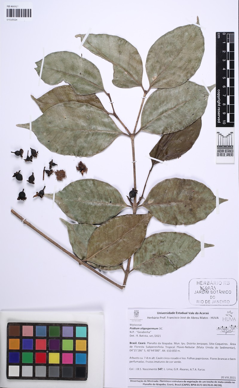 Psidium sobralianum photo 8