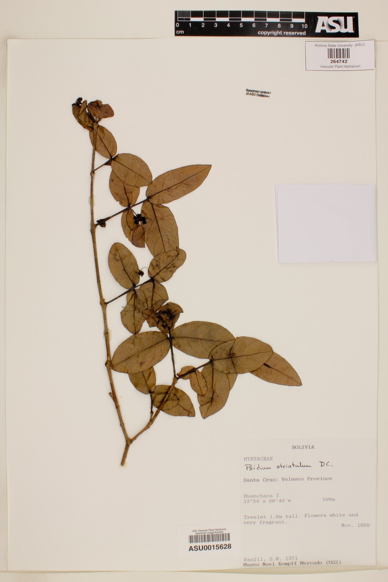 Psidium striatulum var. rondoniense