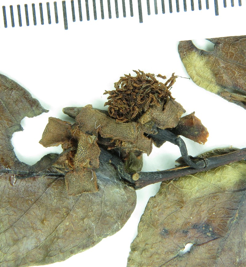 Psidium striatulum var. rondoniense photo 2