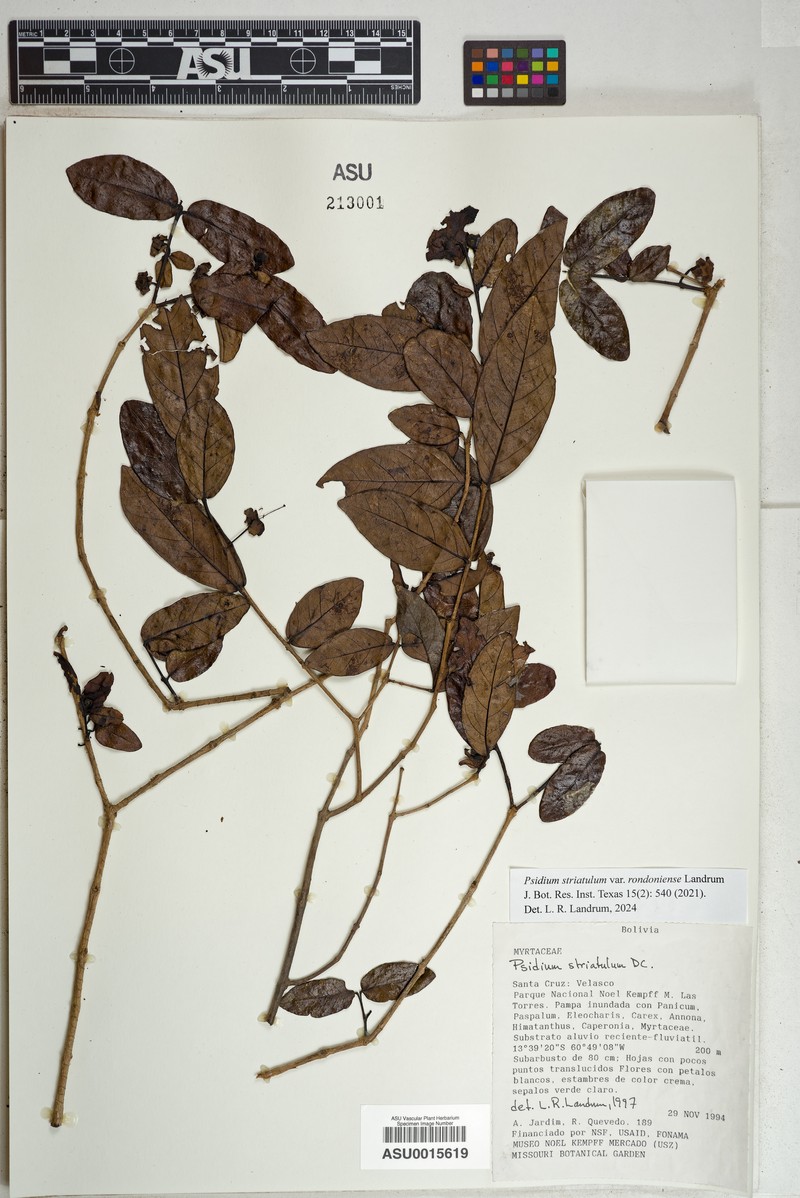 Psidium striatulum var. rondoniense photo 3