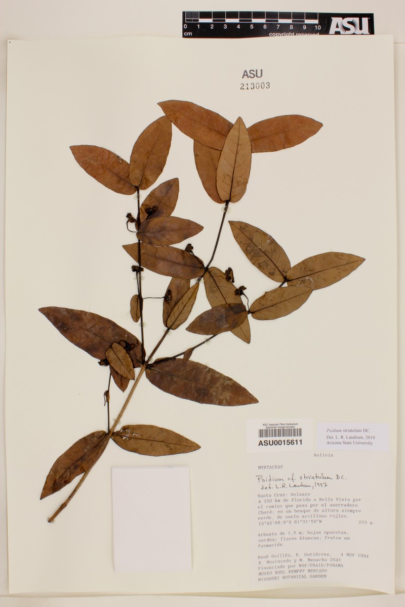 Psidium striatulum var. rondoniense photo 4