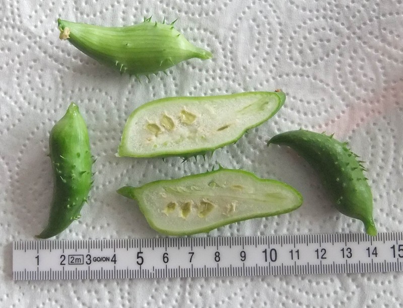 Caribbean Pygmymelon