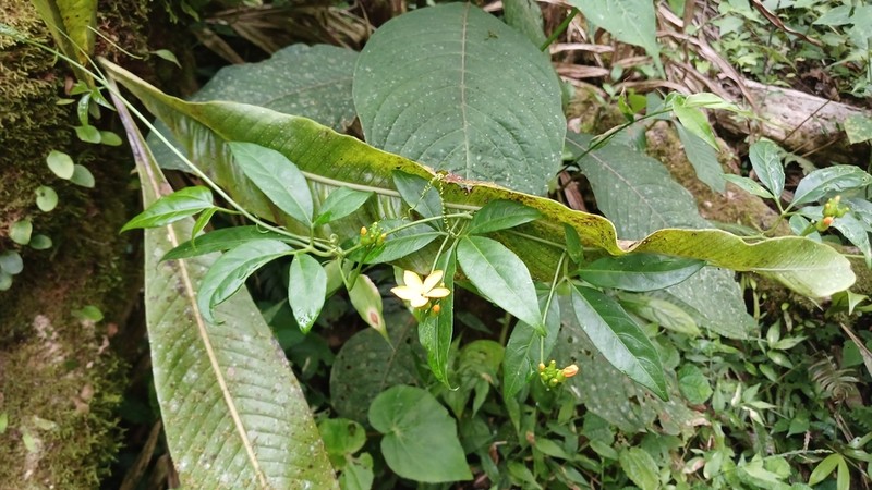 Otton's Pygmymelon photo 6