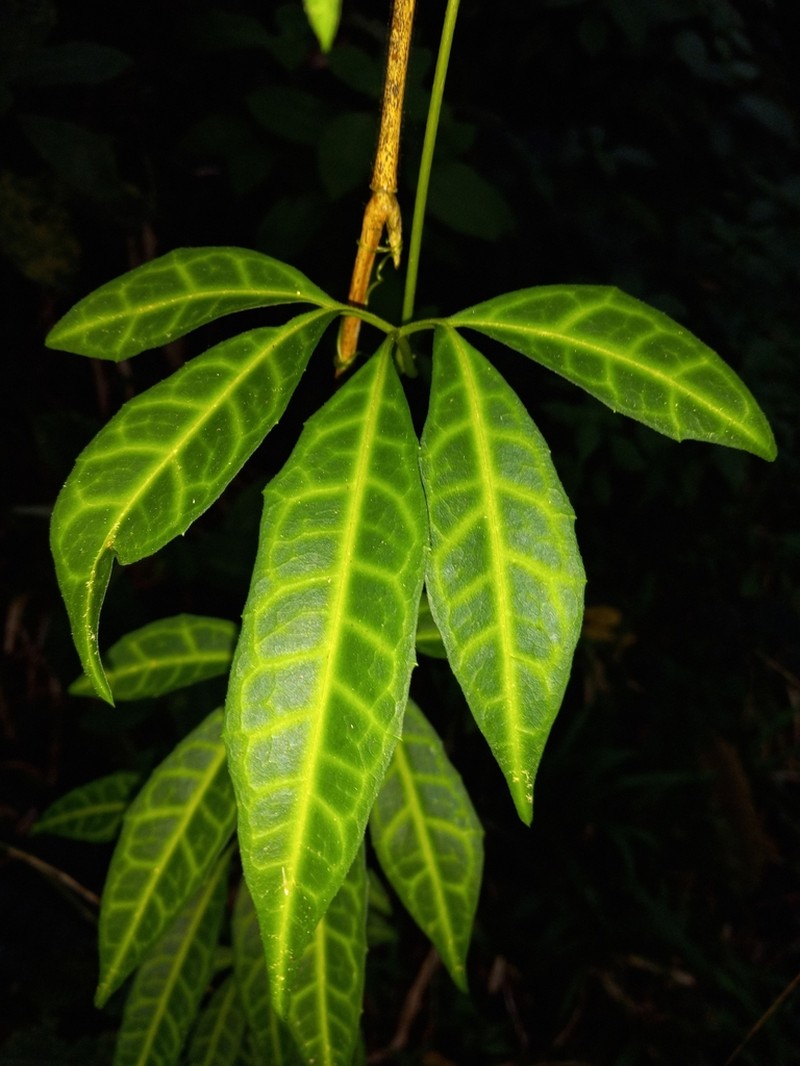 Caribbean Pygmymelon