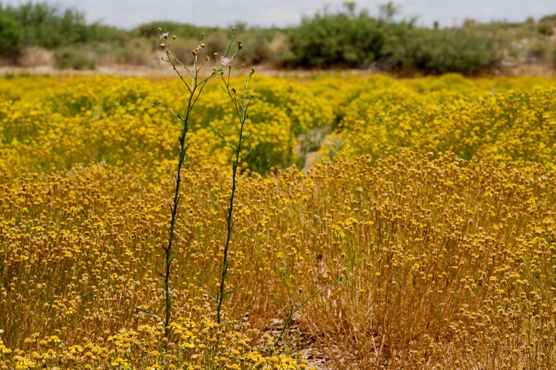 New Mexico Tansyaster photo 2