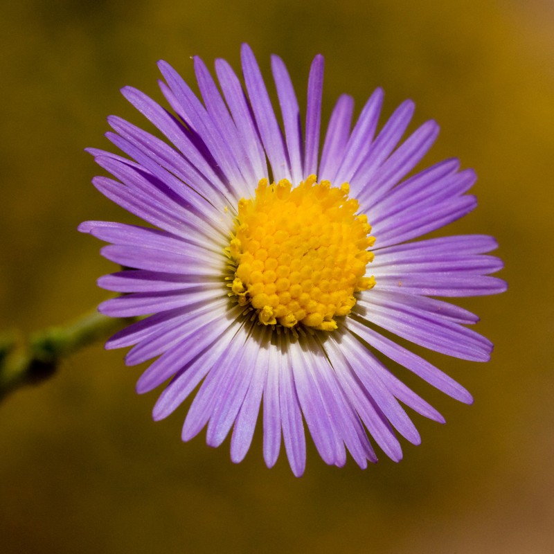 New Mexico Tansyaster