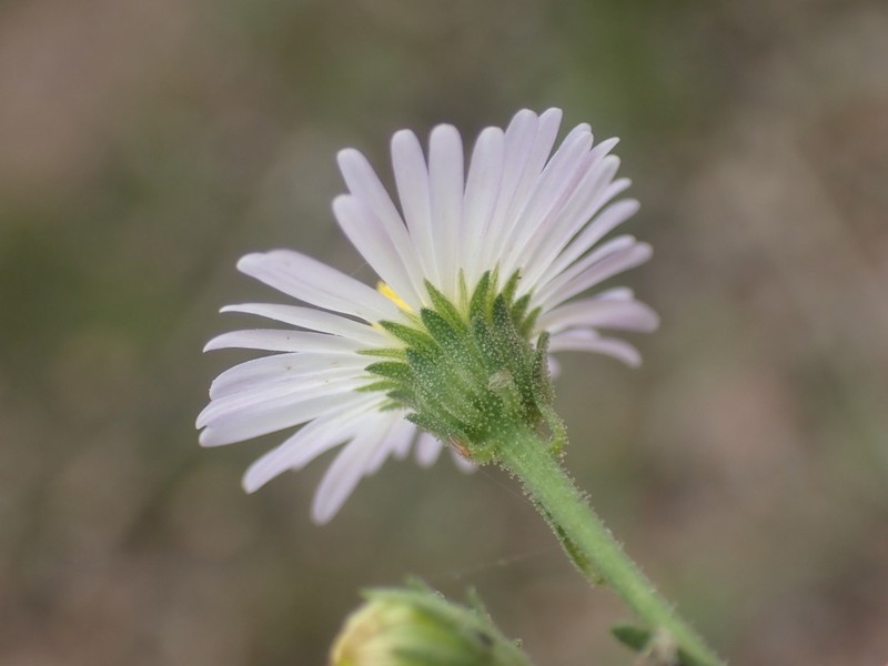 New Mexico Tansyaster photo 2