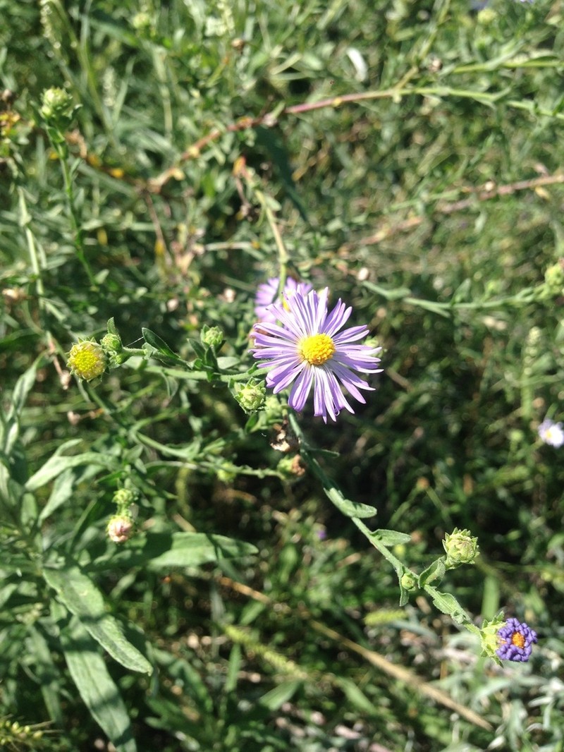 New Mexico Tansyaster photo 3