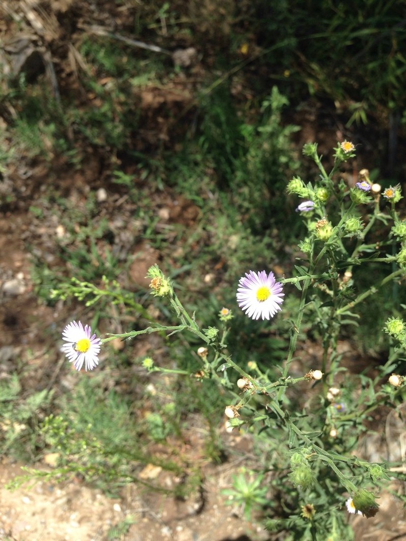 New Mexico Tansyaster photo 4