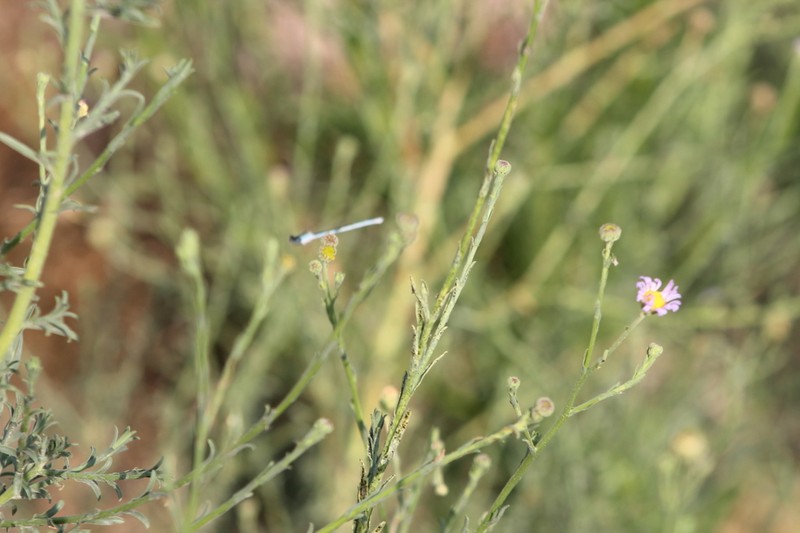 New Mexico Tansyaster photo 7