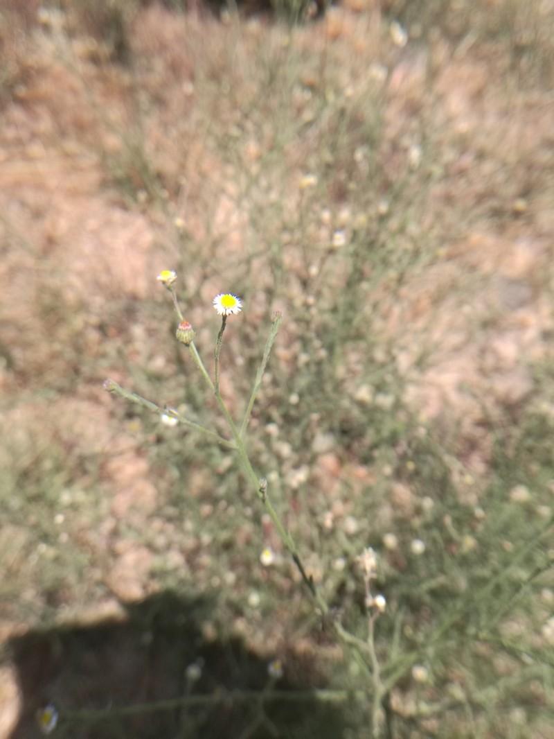 Trans-Pecos Tansyaster photo 2