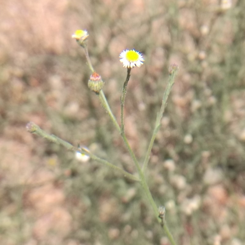 Trans-Pecos Tansyaster photo 3
