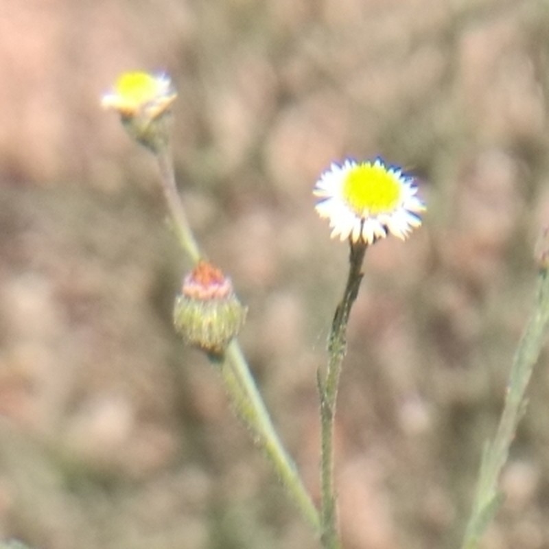 Trans-Pecos Tansyaster