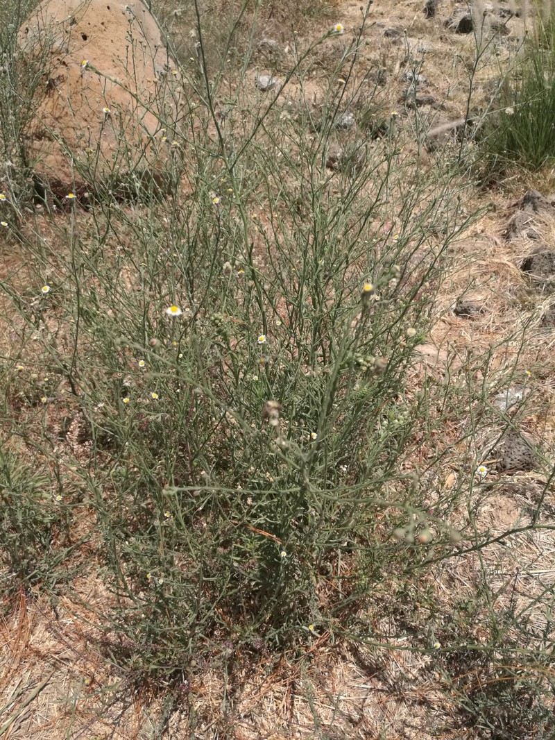 Trans-Pecos Tansyaster photo 4