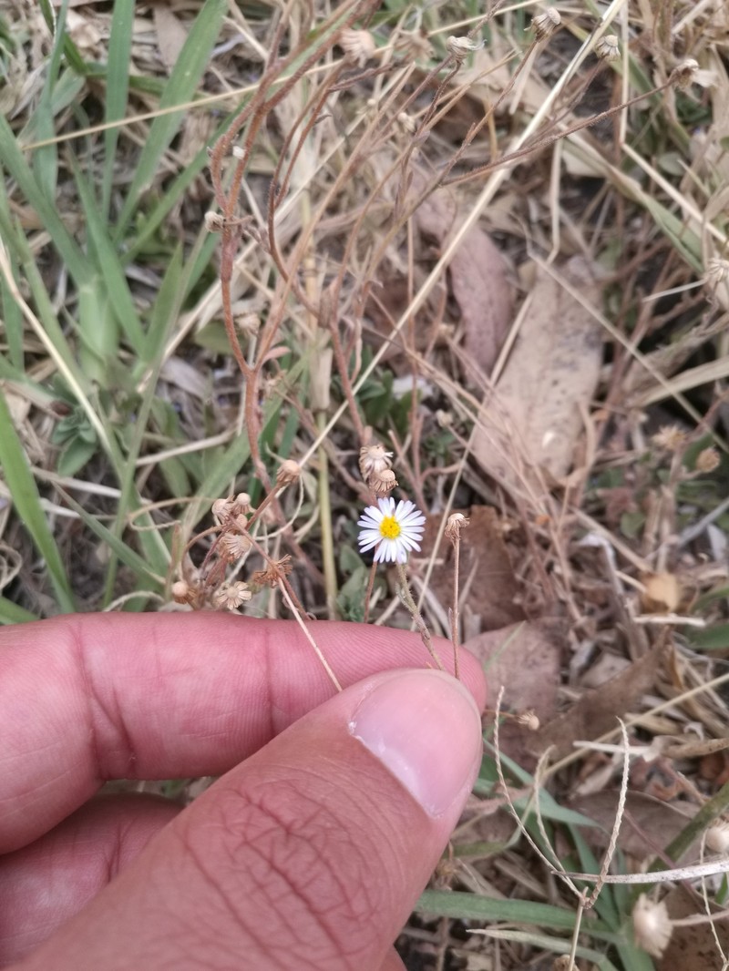 Trans-Pecos Tansyaster photo 5