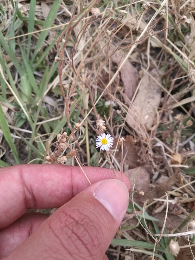 Trans-Pecos Tansyaster photo 2